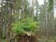 The old stumps are popular with the hemlock seedlings