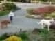 Flynn playing with Autumn and Yuki