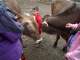 Flynn surrounded by cows