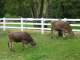 Grazing the hillside