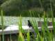 Red-winged blackbird