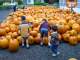 There were just a few pumpkins to pick from