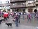 Bernese Mountain Dogs aren’t the only Swiss mountain breed — Maifest attracts Greater Swiss Mountain Dogs and these guys, the Entlebucher Sennenhund