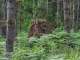 One of the many old-growth stumps from way back, when the forest had been first logged