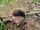 We have many types of slugs in the region, but this dark brown one is prevalent at Dog Wood Forest