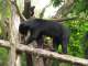 Malayan Sun Bear