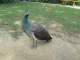 These peacocks were attractive and seemed like a nice part of the scenery. Until they started aggressively begging for food.