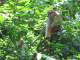 Most of the monkeys at the zoo were in the “Primate Kingdom” area, including these patas monkeys (not to be confused with pasta monkeys)