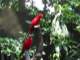 In the Fragile Forest display, these birds were happy to just sit and stare