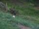 The kids really enjoyed playing out in the tall grass