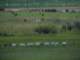 Bee hives and cattle on neighboring farms