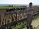 The truck drops the hay off in a long row, and the cattle graze on it through the fence