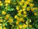 Close-up of the yellow-flowered shrub