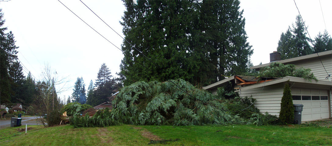 Tree on Garage