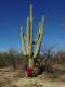 Kate Duniho took us for a nice hike at the Saguaro National Forest East