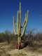 A very old saguaro cactus makes for a nice photo backdrop