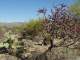 A nice bunch of plants, including cholla, prickly pear, barrel cactus, creosote bush, and even some saguaro in the background