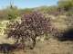 A nice-looking cholla