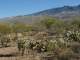 An immature cholla with fresh growth. The Rincon Mountains are in the background.