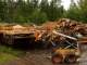 Loading the washed logs onto the conveyor bed for the main saw