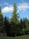 Typical Pacific Northwest scenery, makes for a very pleasant playground